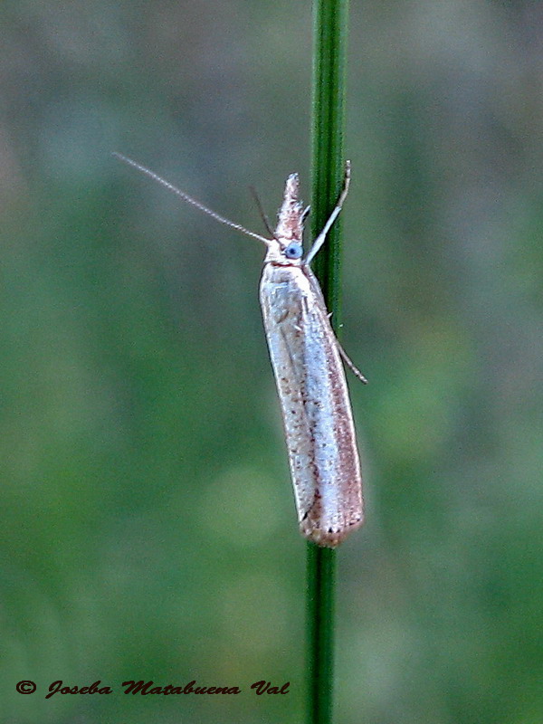 Crambidae da id